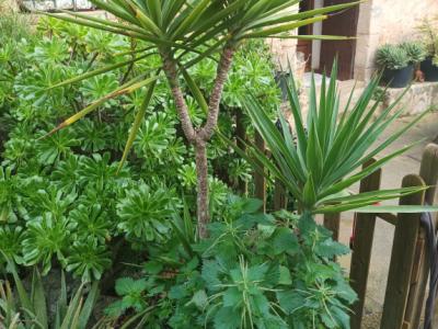 25 Yukka Palmen zu verkaufen