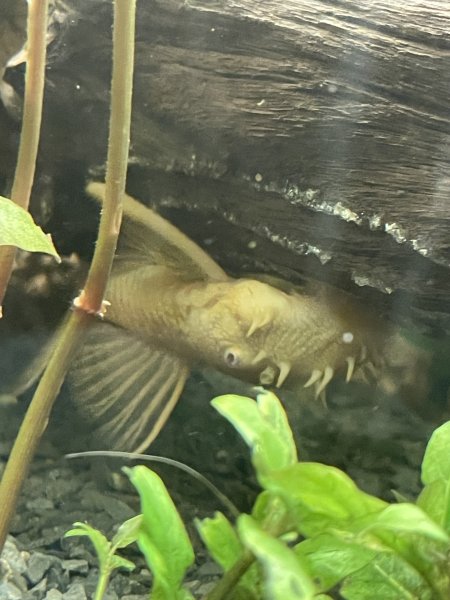 3 goldene Antennenwelse abzugeben