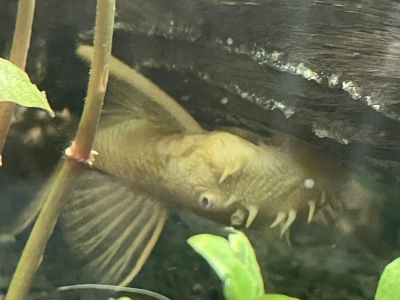 3 goldene Antennenwelse abzugeben