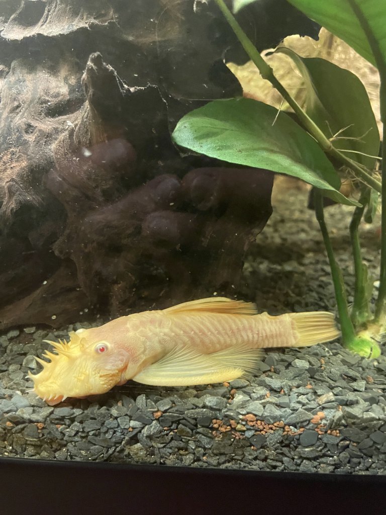 3 goldene Antennenwelse abzugeben