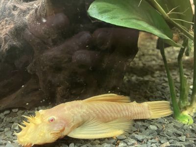 3 goldene Antennenwelse abzugeben