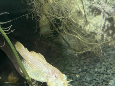 3 goldene Antennenwelse abzugeben