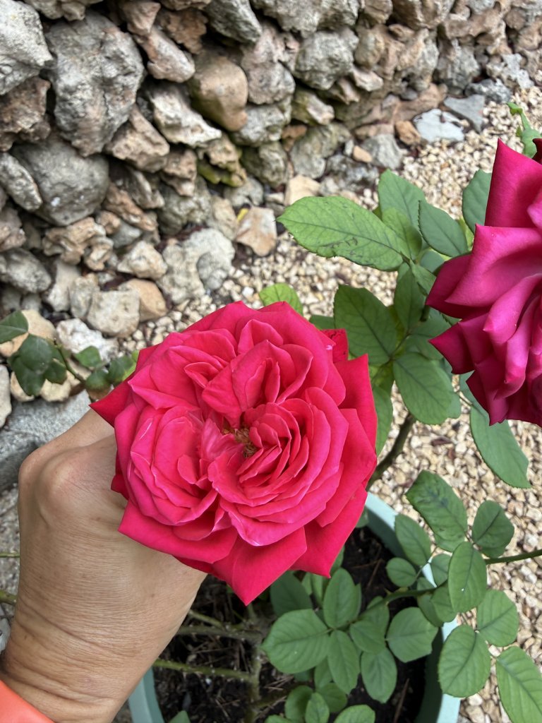 3 rosas diferentes en maceta