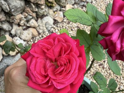 3 rosas diferentes en maceta
