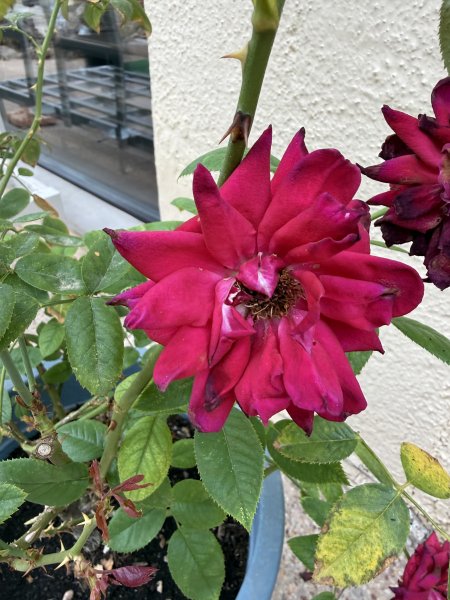 3 rosas diferentes en maceta