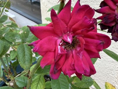 3 rosas diferentes en maceta