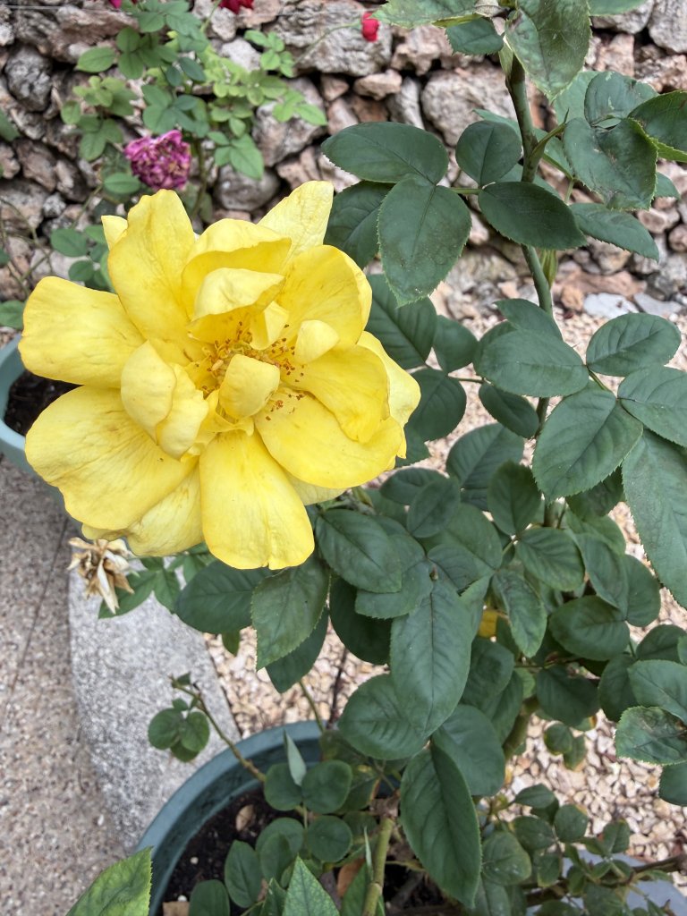 3 rosas diferentes en maceta
