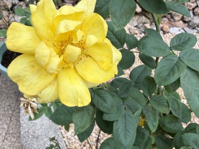 3 rosas diferentes en maceta