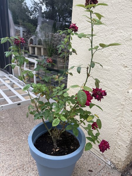 3 rosas diferentes en maceta