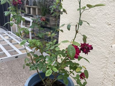 3 rosas diferentes en maceta