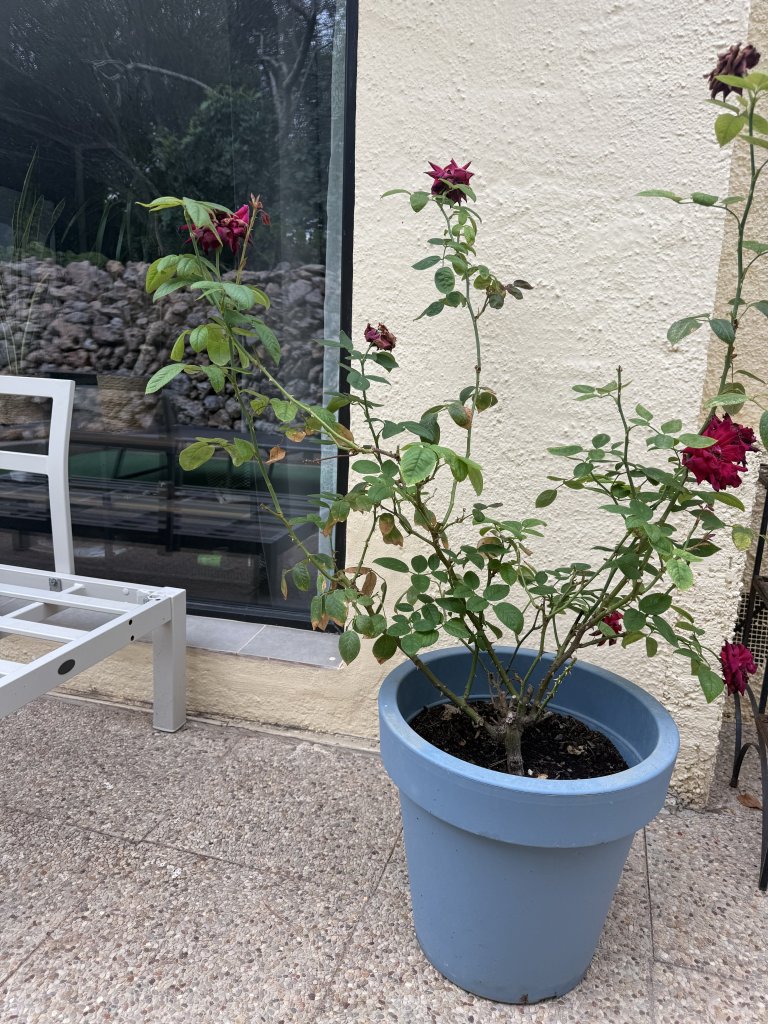 3 rosas diferentes en maceta