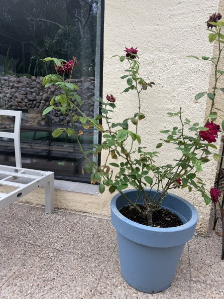 3 rosas diferentes en maceta