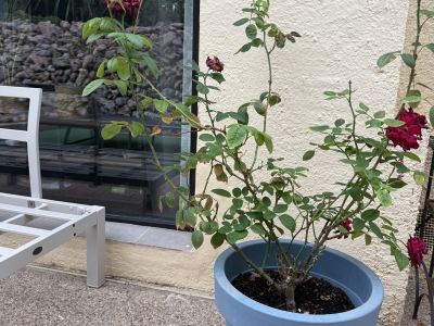 3 rosas diferentes en maceta