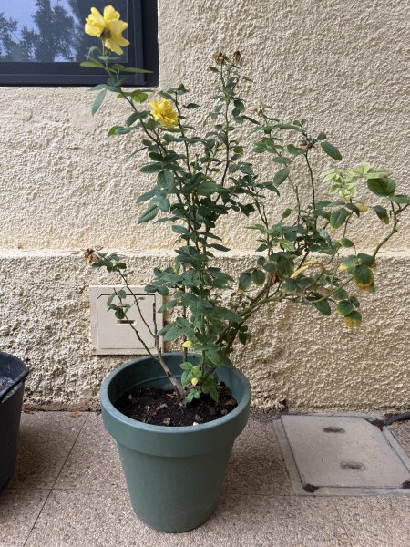 3 rosas diferentes en maceta