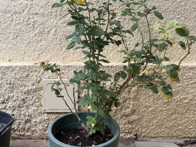 3 rosas diferentes en maceta