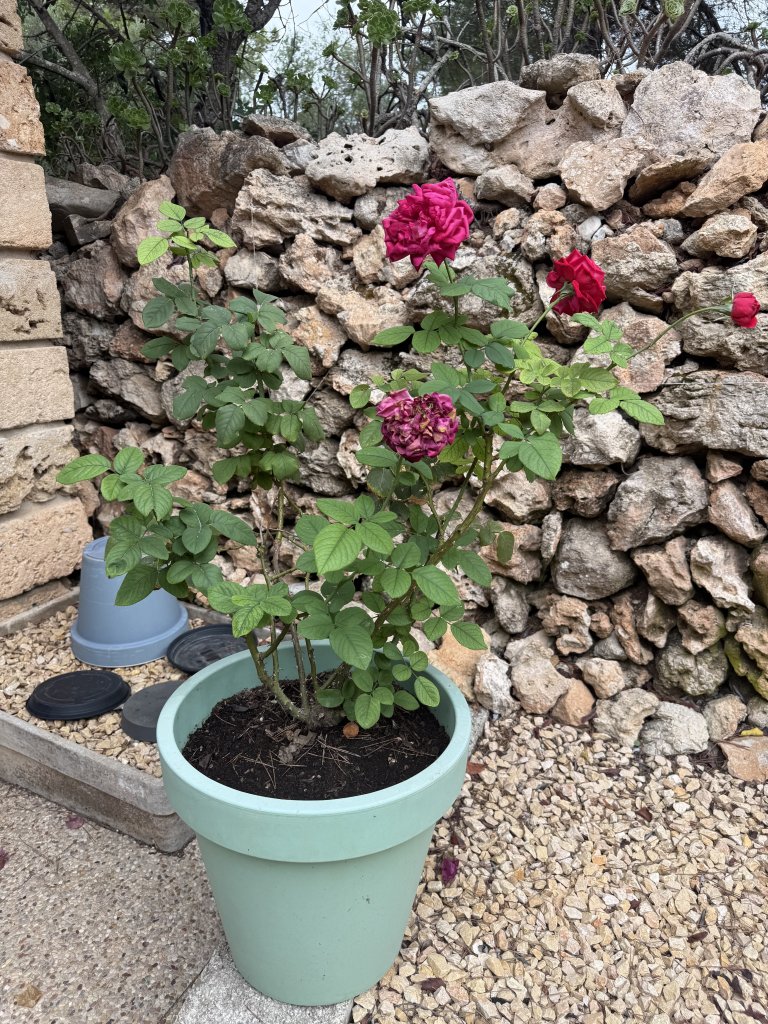 3 rosas diferentes en maceta
