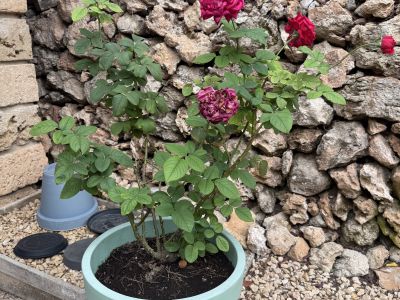 3 rosas diferentes en maceta