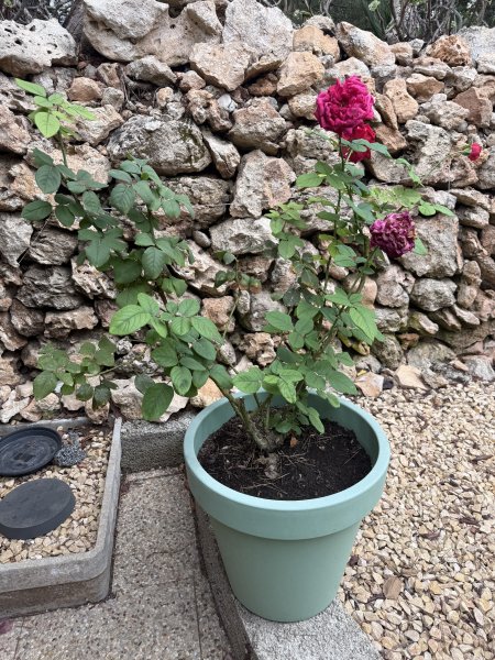 3 rosas diferentes en maceta