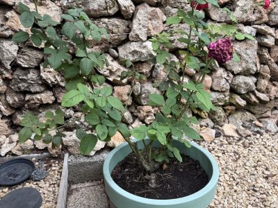 3 rosas diferentes en maceta