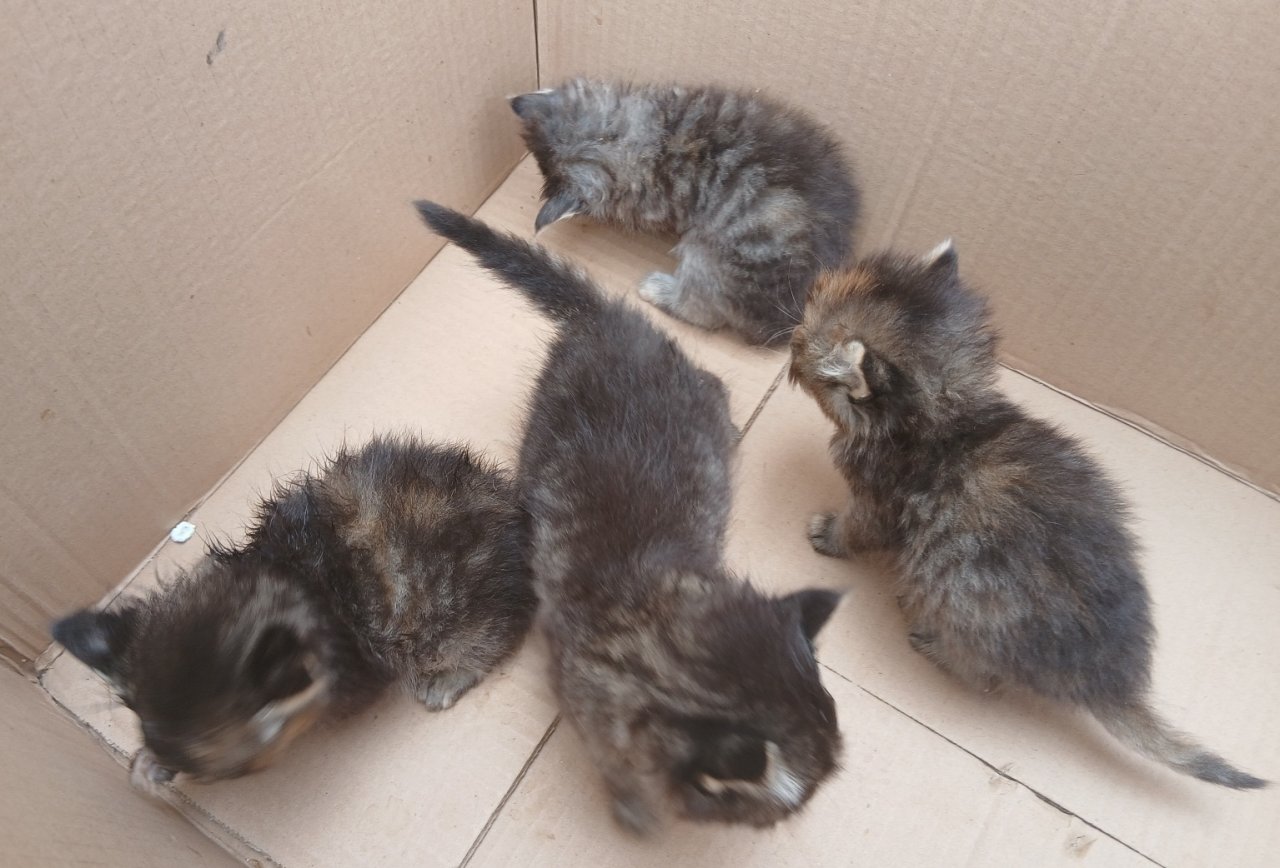 4 Katzenbabys suchen neues Zuhause