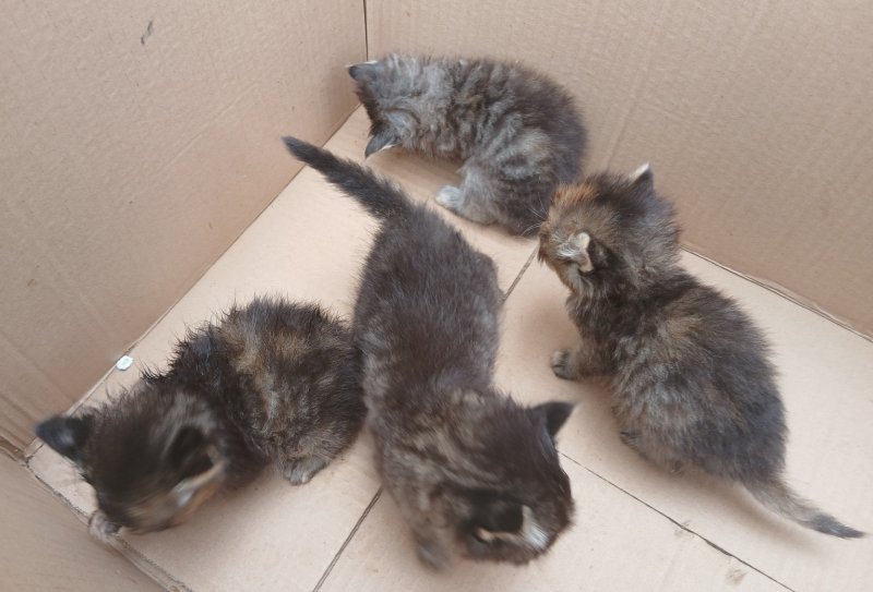 4 Katzenbabys suchen neues Zuhause
