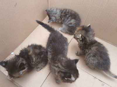 4 Katzenbabys suchen neues Zuhause
