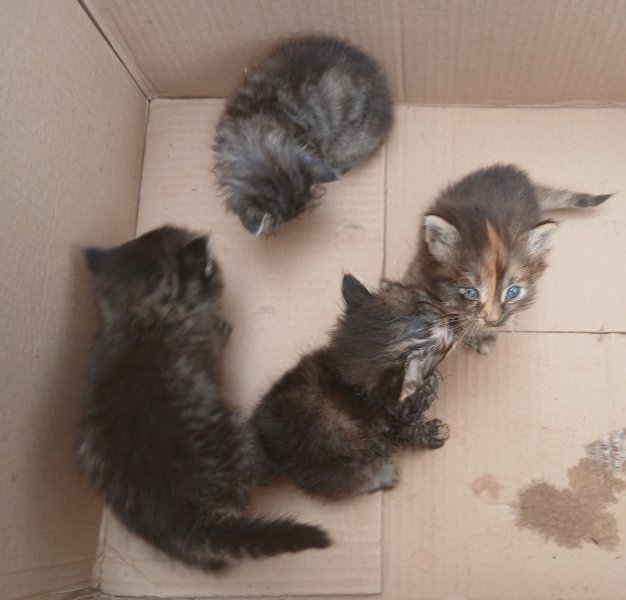4 Katzenbabys suchen neues Zuhause