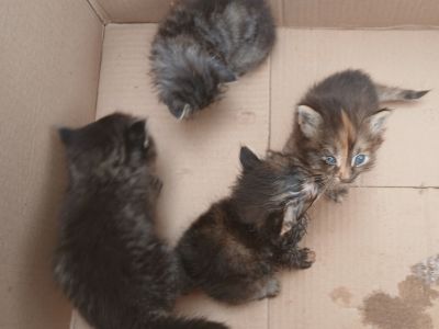 4 Katzenbabys suchen neues Zuhause