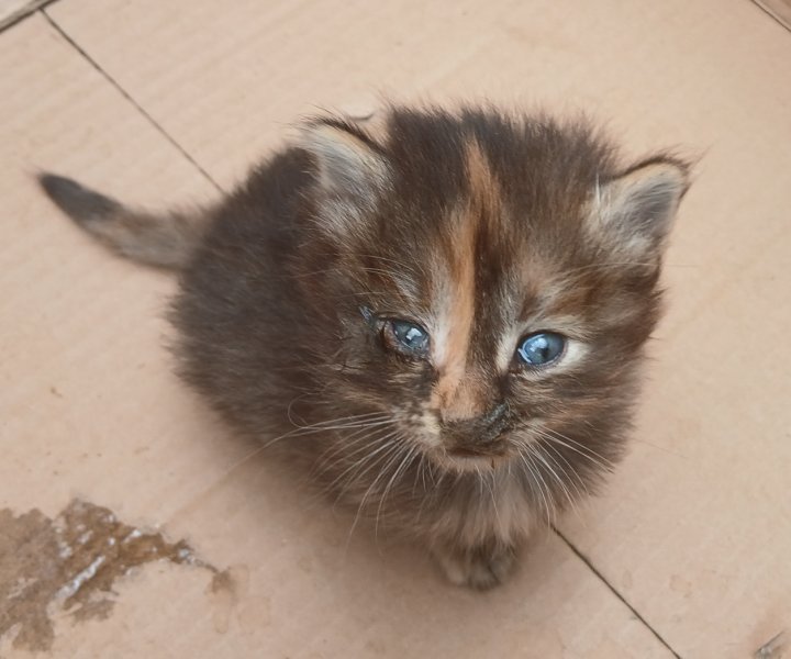 4 Katzenbabys suchen neues Zuhause