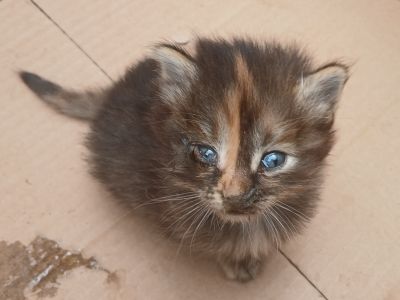 4 Katzenbabys suchen neues Zuhause