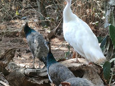 6 junge Pfauen abzugeben