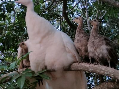 6 junge Pfauen abzugeben