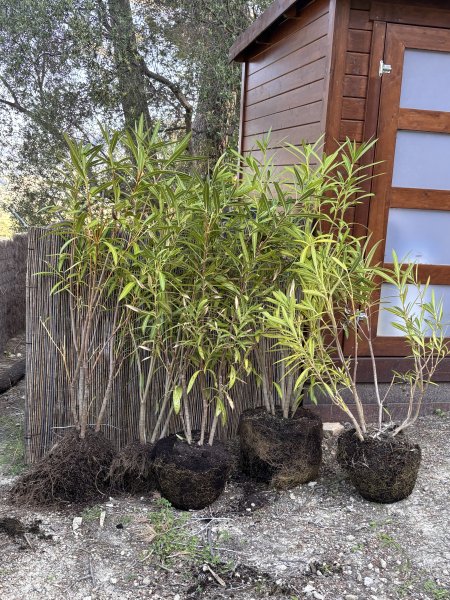 6 Oleander Pflanzen zu verschenken
