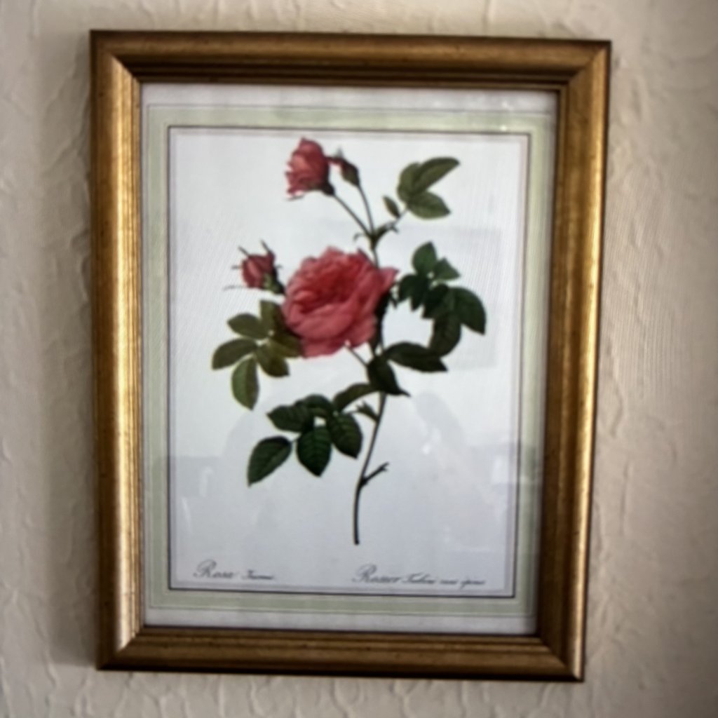 6 versch. ROSENBILDER