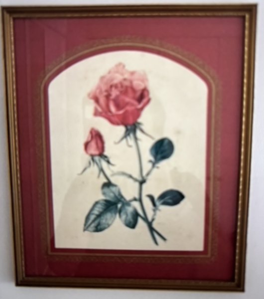 6 cuadros de rosas variados
