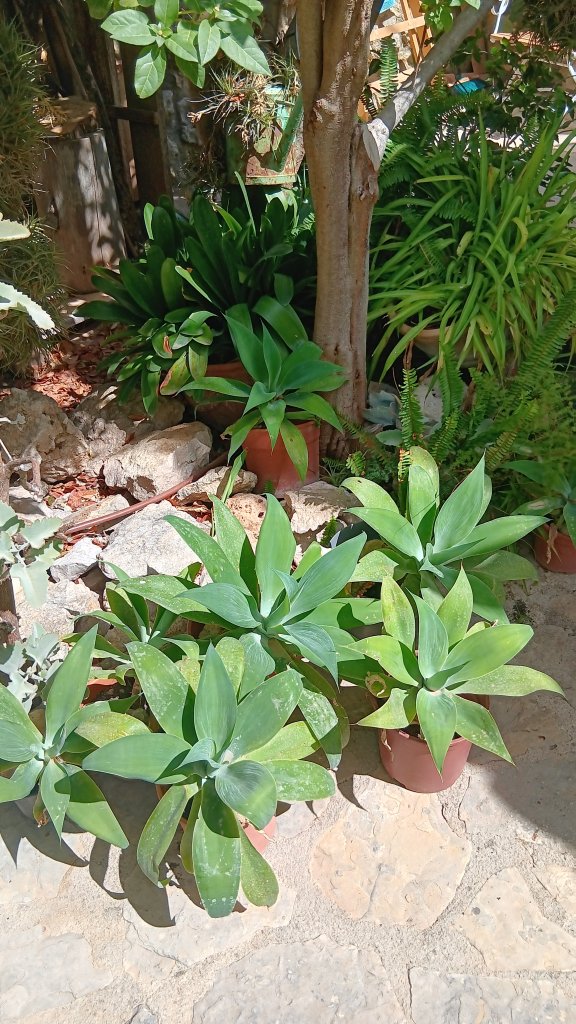Agaves