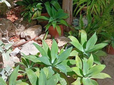 Agaves