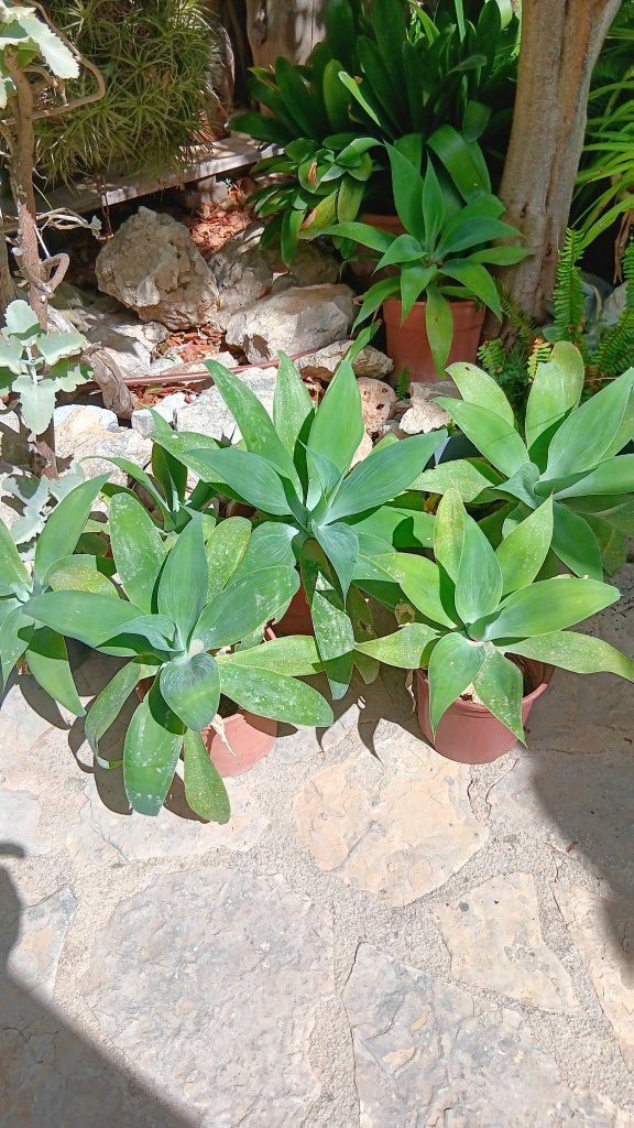 Agaves