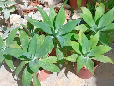 Agaves