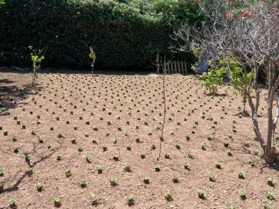 Alle Gartenarbeiten