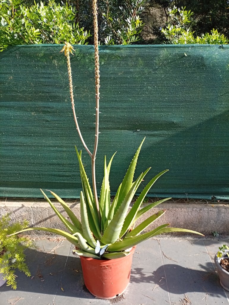 Aloe Vera