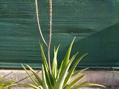 Aloe Vera