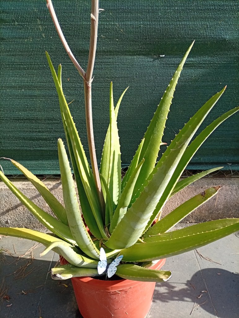 Aloe Vera