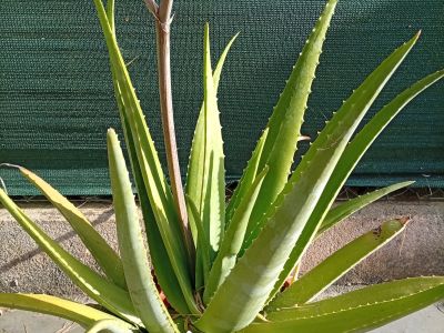 Aloe Vera