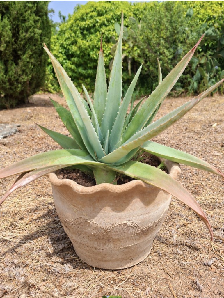 Aloe Vera