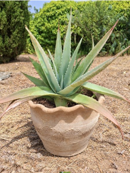 Aloe Vera