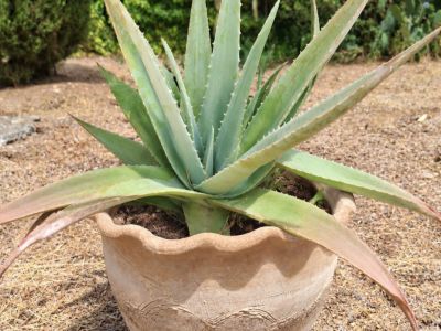 Aloe Vera