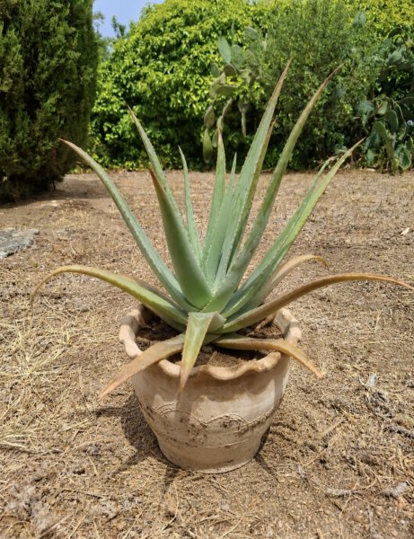 Aloe Vera
