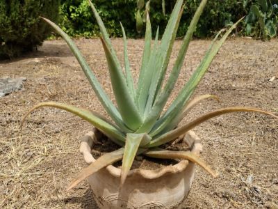 Aloe Vera