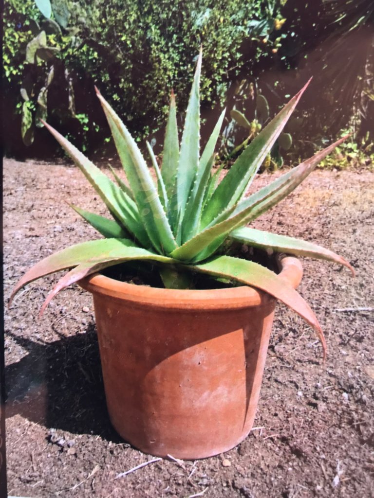 Aloe Vera
